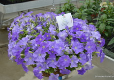 De Easy Wave E3 geeft een zee aan bloemen maar vertakt minder dan ‘standaard’  Easy Wave. E3 staat voor early, efficient en evlution.